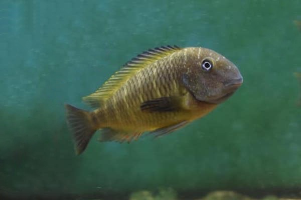 Tropheus moorii 'Taala (Lusembwa) Point'
